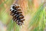 Pine Cone & Needles_24339